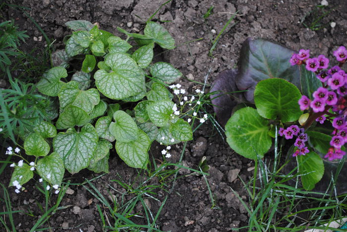 mr morse,bergenia "winter glow" - 2015 plantele mele