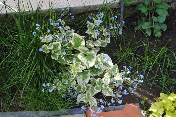 Brunnera jack variegated(frost)