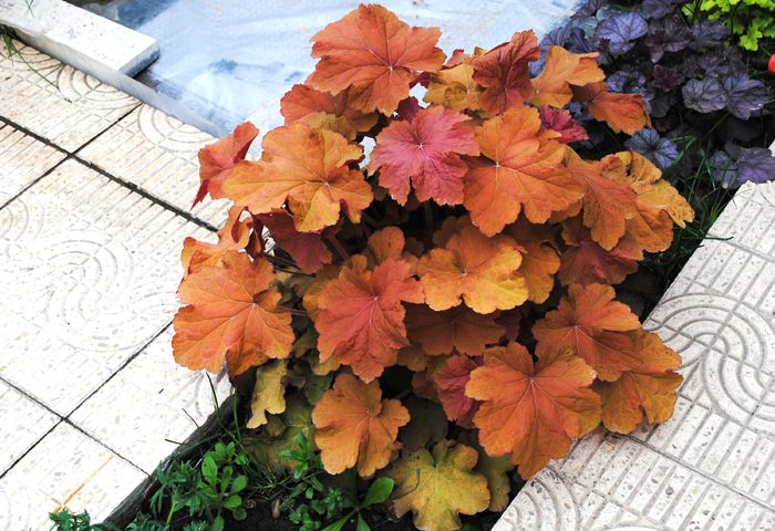 heuchera caramel - 2015 plantele mele