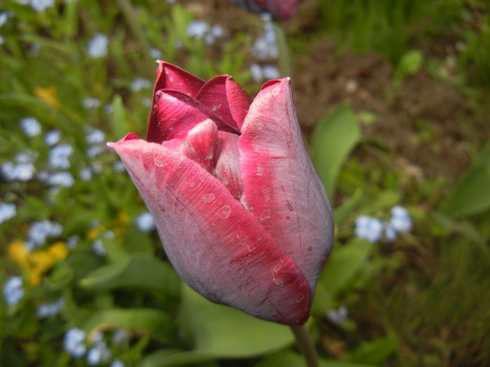 Tulipa Negrita (2015, April 21) - Tulipa Negrita
