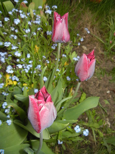 Tulipa Negrita (2015, April 21)