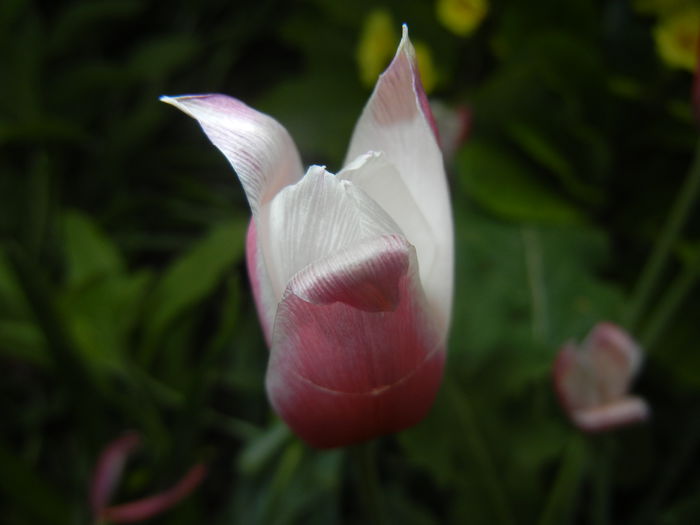 Tulipa Peppermint Stick (2015, April 21)