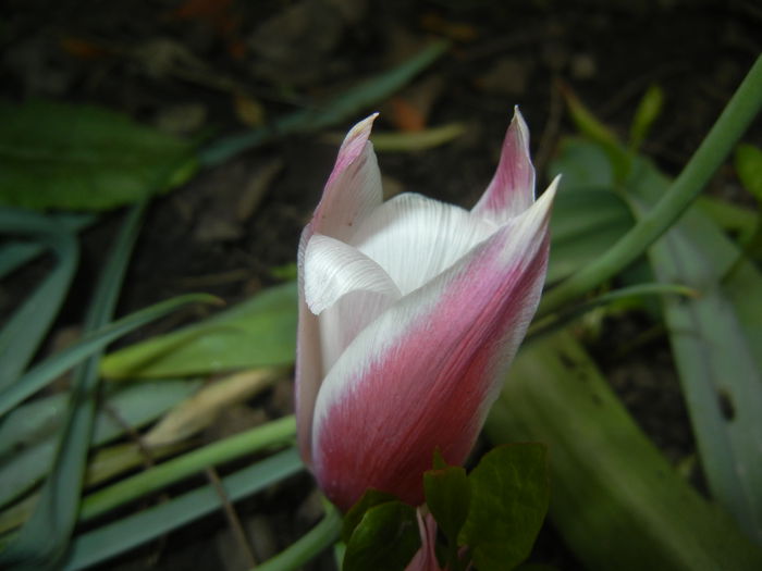 Tulipa Peppermint Stick (2015, April 21)