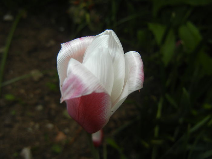 Tulipa Peppermint Stick (2015, April 21)