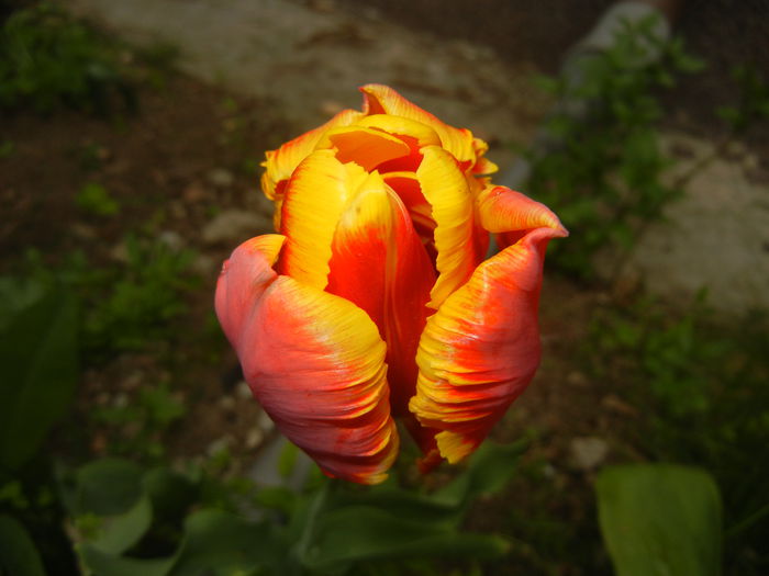 Tulipa Bright Parrot (2015, April 21)