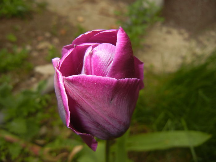 Tulipa Purple Flag (2015, April 21)