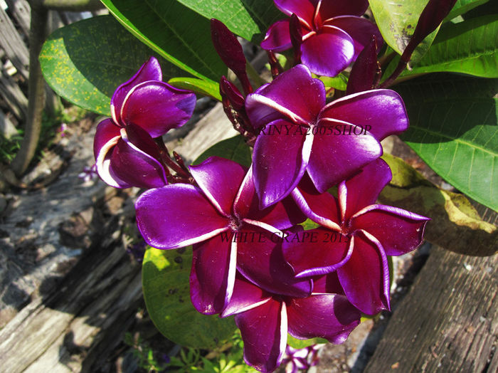 -WHITE-GRAPE - Plumeria rubra