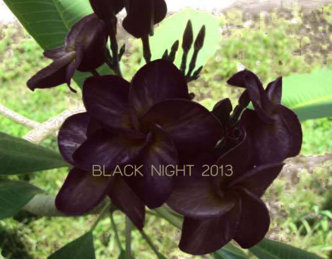 BLACK NIGHT - Plumeria rubra