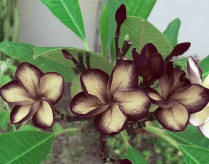 BLACKY - Plumeria rubra