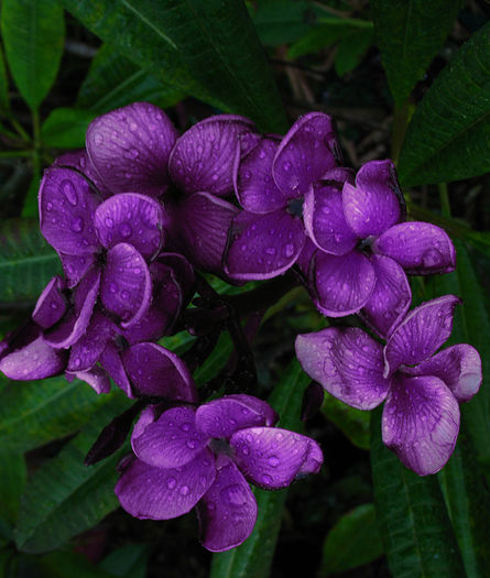 KOTARO - Plumeria rubra