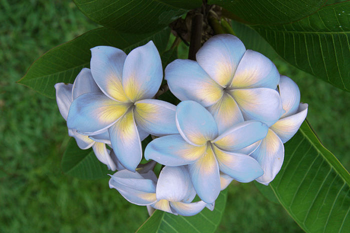 LOKSEADTEE - Plumeria rubra