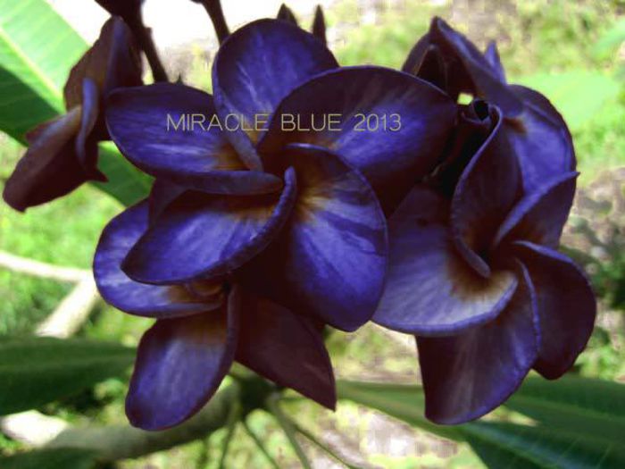 MIRACLE BLUE - Plumeria rubra