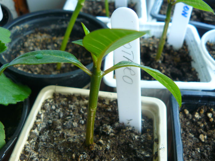 Plumeria Kotaro - Plumeria rubra