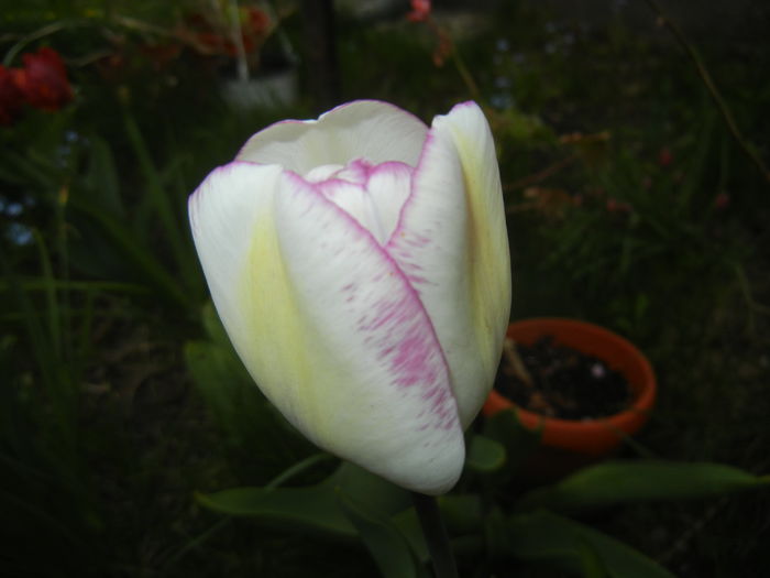 Tulipa Shirley (2015, April 21)
