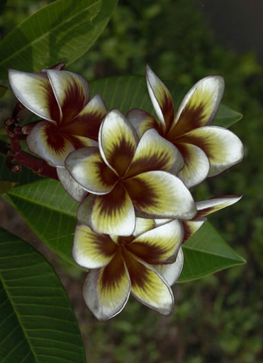 POSIDON - Plumeria rubra