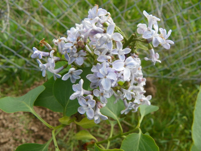 liliac President Grevy