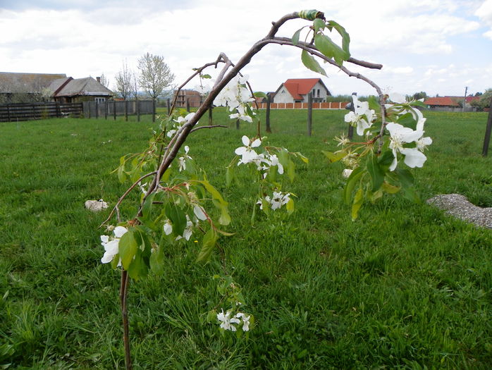 malus San Rival
