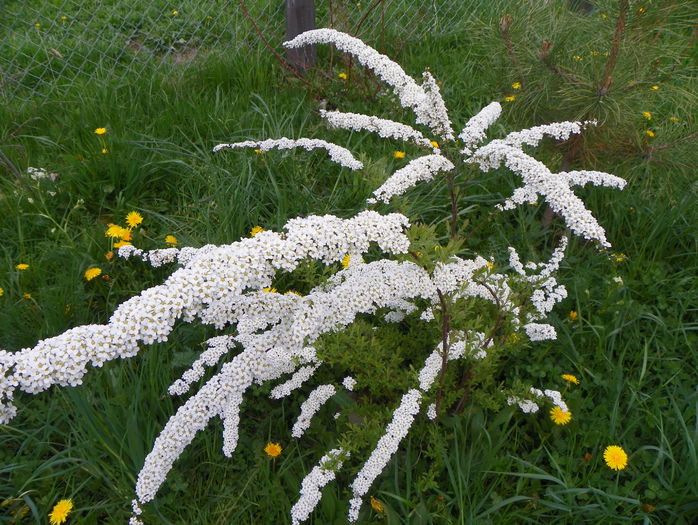 spiraea cinerea Grefsheim