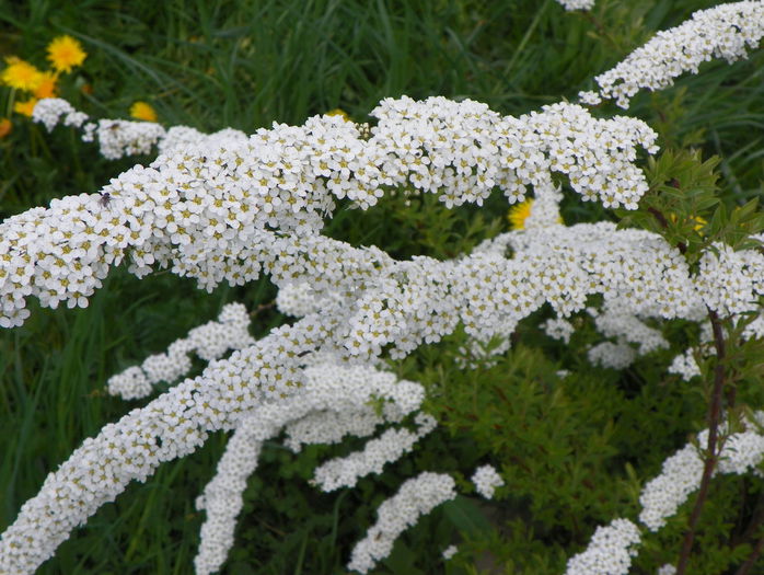 spiraea cinerea Grefsheim