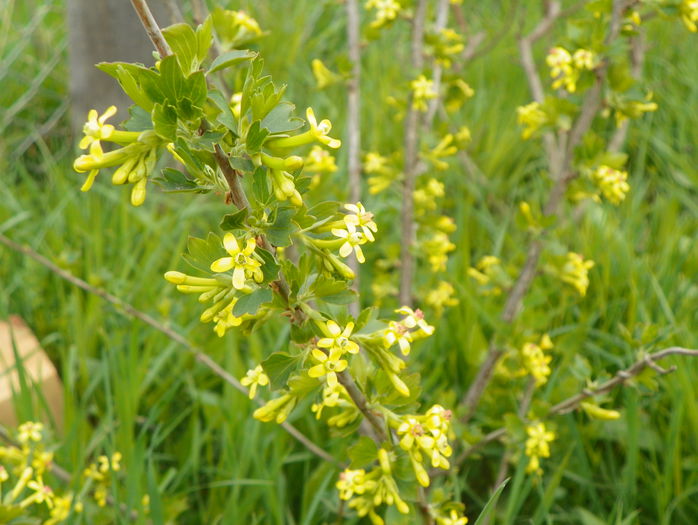 ribes aureum