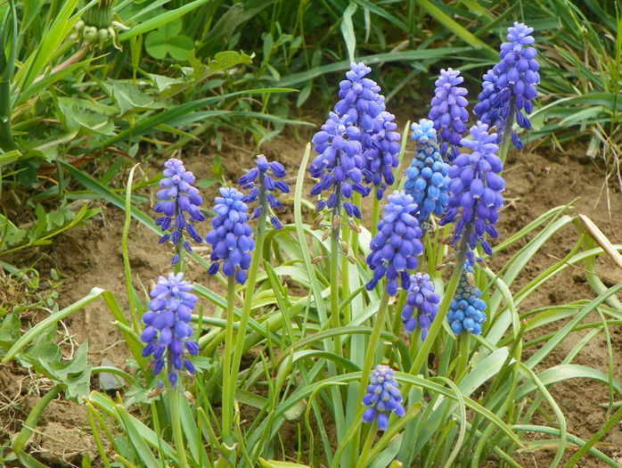 muscari