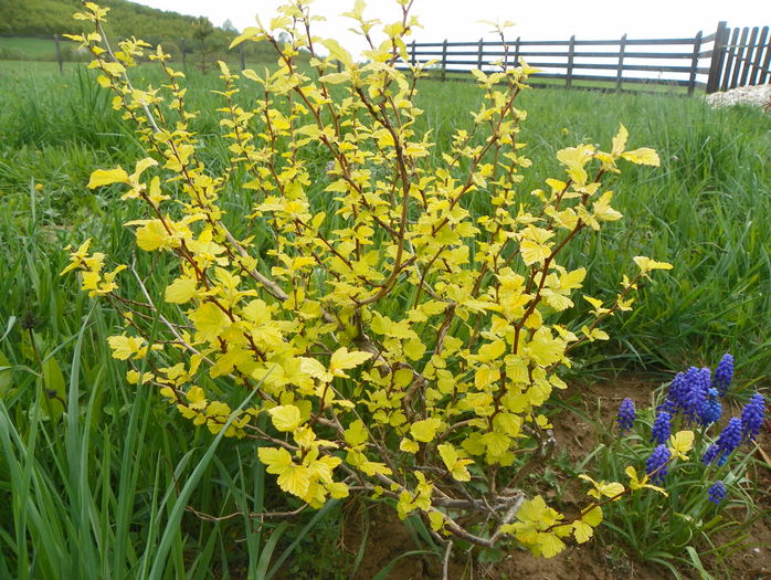 physocarpus Dart's gold