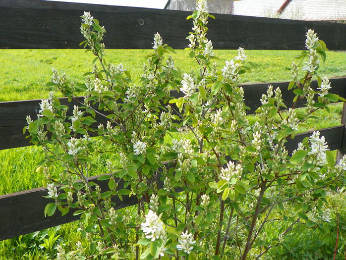 amelanchier alnifolia Obelisk