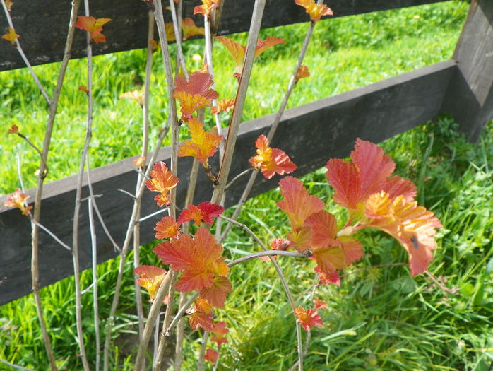 physocarpus Amber Jubilee