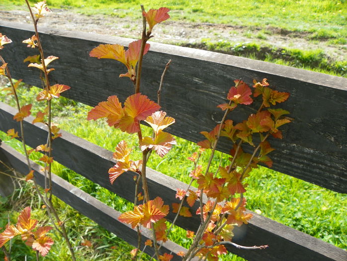 physocarpus Amber Jubilee - z-Dobarland 2015