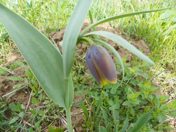 fritillaria uva vulpis