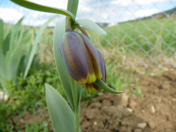 arma contra cartitelor