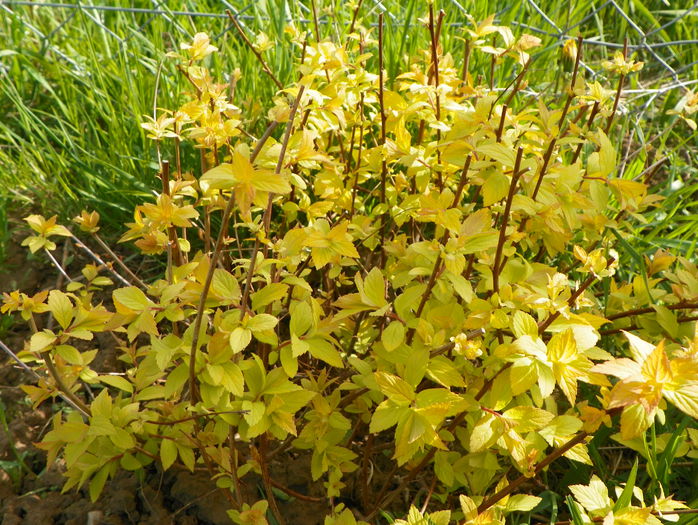 spiraea Golden Princess