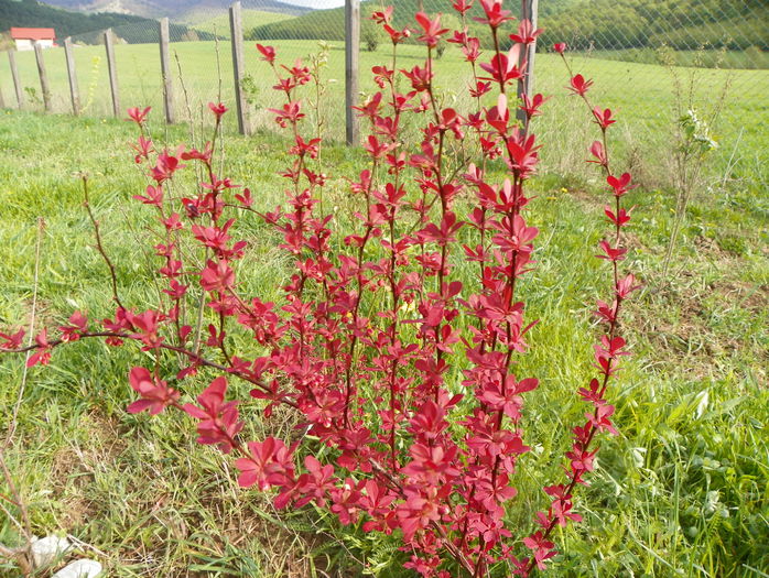 berberis Orange Rocket