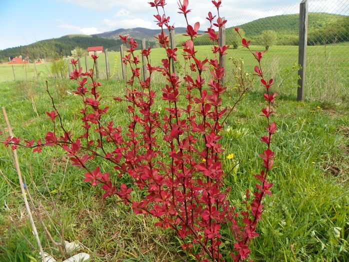 berberis Orange Rocket