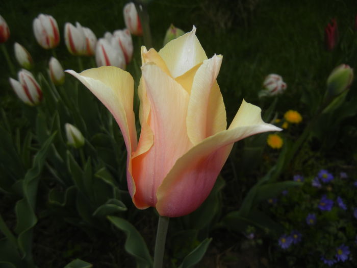 Tulipa Blushing Lady (2015, April 21)