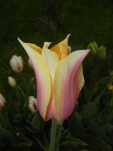 Tulipa Blushing Lady (2015, April 21) - Tulipa Blushing Lady