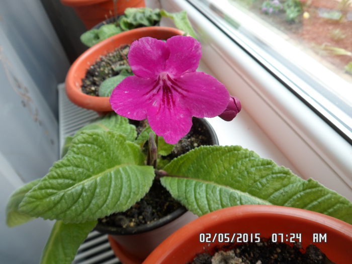 padarn - streptocarpus 2015