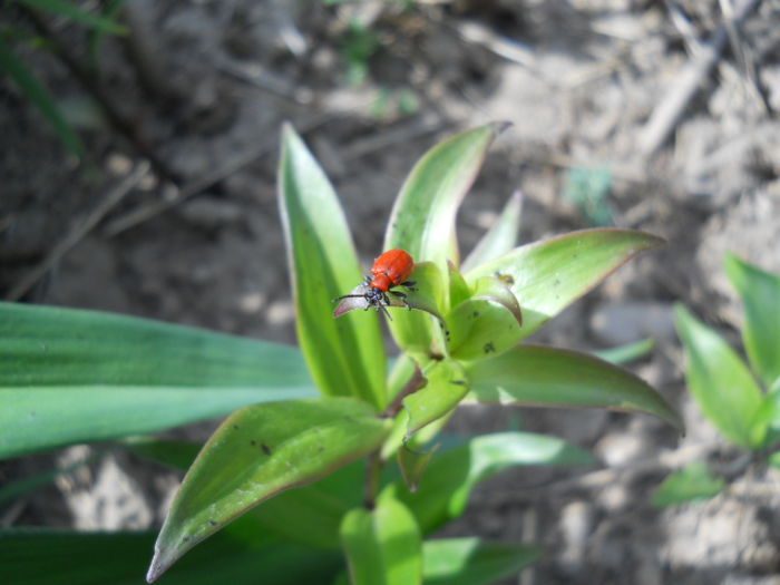 Lily Beetle - Flora_2015