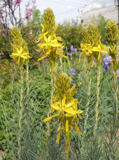 Asphodeline lutea - Flora_2015