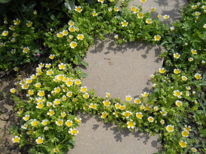 Limnanthes douglasii