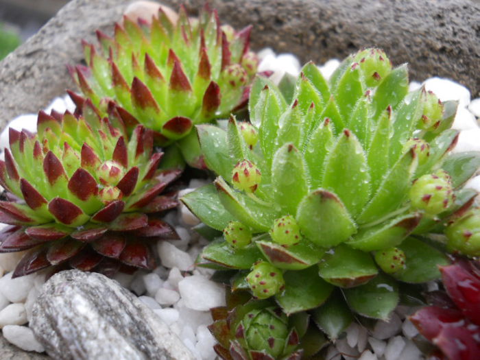 DSCN4336 - Sempervivum 2015