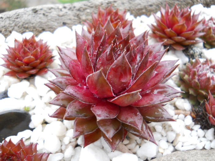 DSCN4340 - Sempervivum 2015