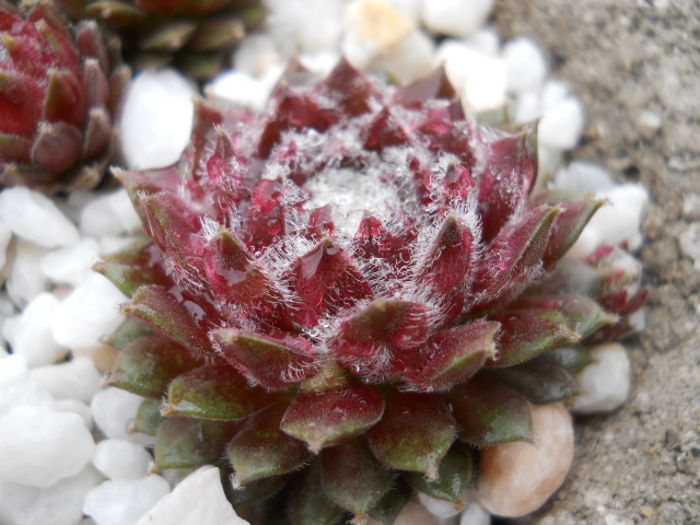 DSCN4341 - Sempervivum 2015