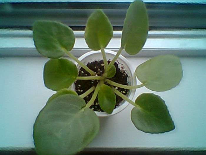 Multumesc Meryanna