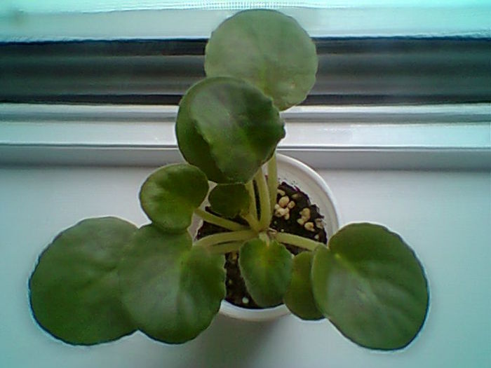 Multumesc Meryanna