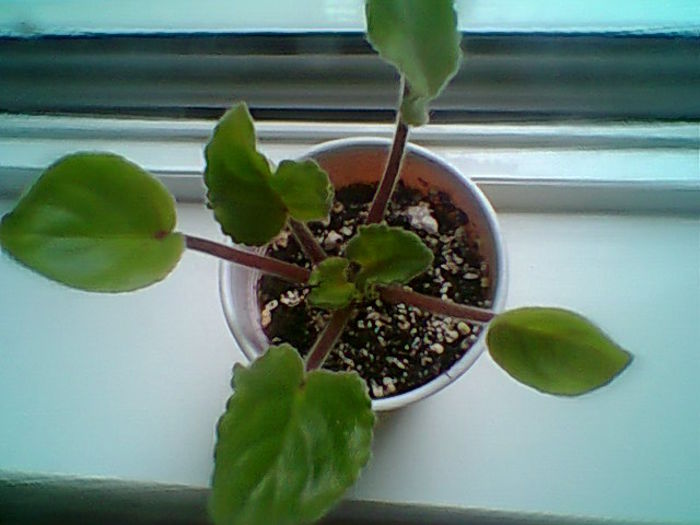 Multumesc Meryanna