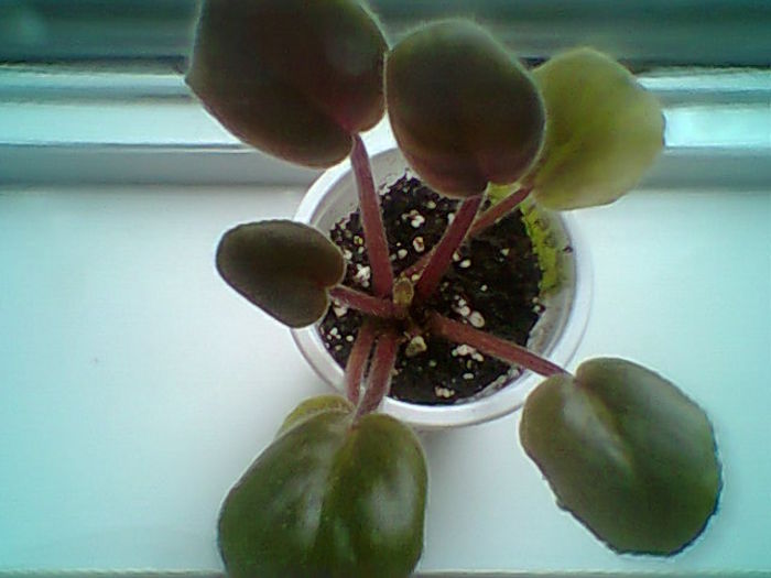 Maltumesc Meryanna