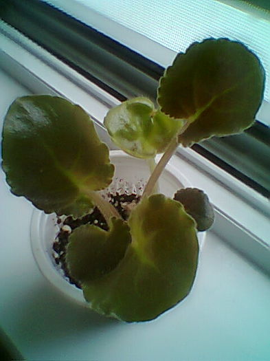 Multumesc Meryanna