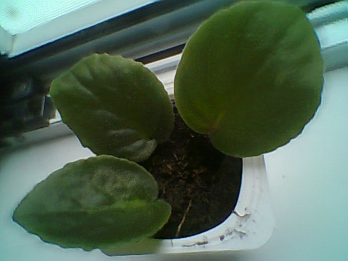 Multumesc Meryanna