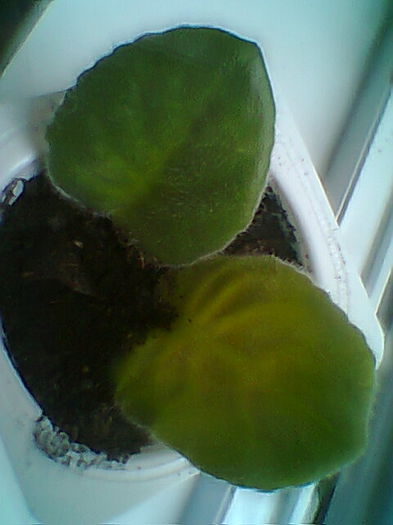 Multumesc Meryanna